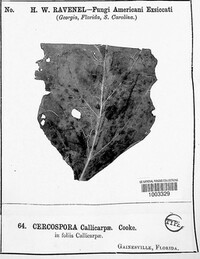 Pseudocercospora callicarpae image